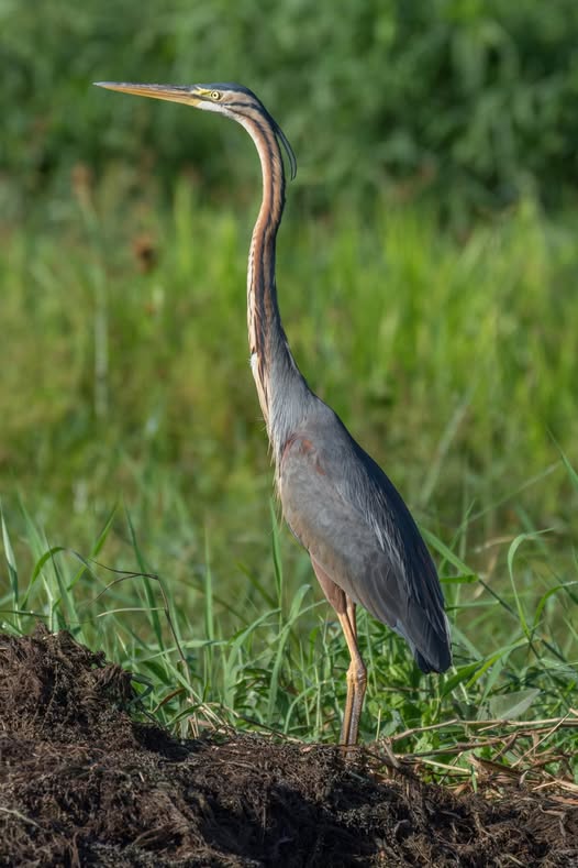 Purple Heron hunting silently on the banks of the Garanduwa Lagoon in Sri Lanka